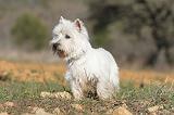 WESTIE 248